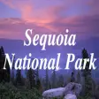 Icon of program: Sequoia-National-Park