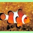 Icon of program: Clownfish for Skype