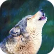 Icon of program: Wolf Live Wallpaper : bac…