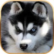 Icon of program: Talking Dog - Virtual Pet…