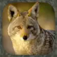 Icon of program: Coyote Hunting Calls