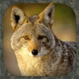 Icon of program: Coyote Hunting Calls