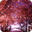 Icono de programa: 3D Sakura Live Wallpaper