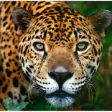 Icon of program: Jaguars