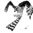 Icon of program: BC iSpecies Goshawk