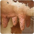 Icon of program: Cow Milk Game