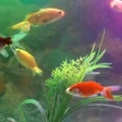 Icono de programa: 3D Fish Aquarium Live Wal…