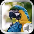 Icon of program: Birds Sounds and Music