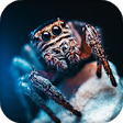 Icon of program: Spider Live Wallpaper : b…