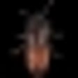Icon of program: Infestation Live Wallpape…