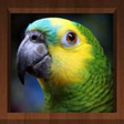 Icono de programa: Bird Calls Free for Windo…