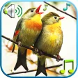 Icon of program: Birds Sounds & Ringtones