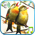 Icon of program: Birds Sounds & Ringtones