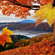 Icon of program: Falling Leaves Live Wallp…