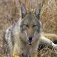 Icon of program: Wild Coyote Sounds