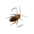 Icon of program: Moving Cockroach