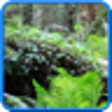 Icono de programa: Forest