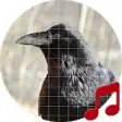 Icon of program: Raven bird sounds ~ Sboar…