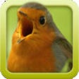 Vogelstimmen-Trainer (Nature Lexicon) icon