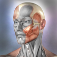 Icon of program: Muscle and Bone Anatomy 3…