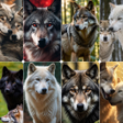 Icon of program: Wolf Wallpaper