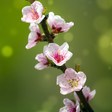 Icon of program: Blooming Trees Live Wallp…