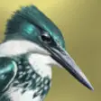Icon of program: iBird Lite Guide to Birds