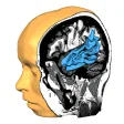 Icon of program: Brain Tutor 3D