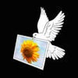 Icon of program: Air Photo Wifi Printing