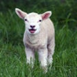 Icon of program: Sweet Baby Animals - Wall…