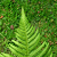 Icon of program: Medicine plants for Windo…