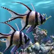 Icon of program: The real aquarium - Live …
