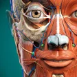 Icono de programa: Anatomy Learning - 3D Atl…