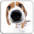 Icon of program: Dog Licks Screen Lwp Free