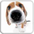 Icon of program: Dog Licks Screen Lwp Free