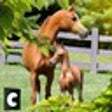 Icono de programa: Ultimate Arabian Horse Si…