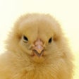 Icon of program: A Talking Chick