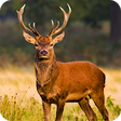 Icono de programa: Deer Hunting Season Snipe…