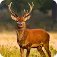 Icon of program: Deer Hunting Season Snipe…