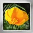 Icon of program: Flower Flip: Flashcards o…