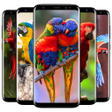 Icon of program: Cute Parrot Wallpaper