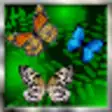 Icon of program: Butterfly Live Wallpaper
