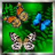Icono de programa: Butterfly Live Wallpaper