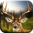Icon of program: Deer Hunting Calls Soundb…