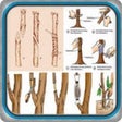Icono de programa: How grafting