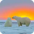 Icon of program: Polar Bear Wallpaper Best…