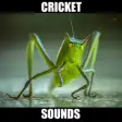 Icon of program: Crickets Sounds! Insect S…