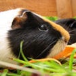 Icon of program: Piggies