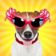 Icon of program: InstaDog - Picture Editor…