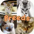 Icon of program: Cute Cat Breed Quiz Games